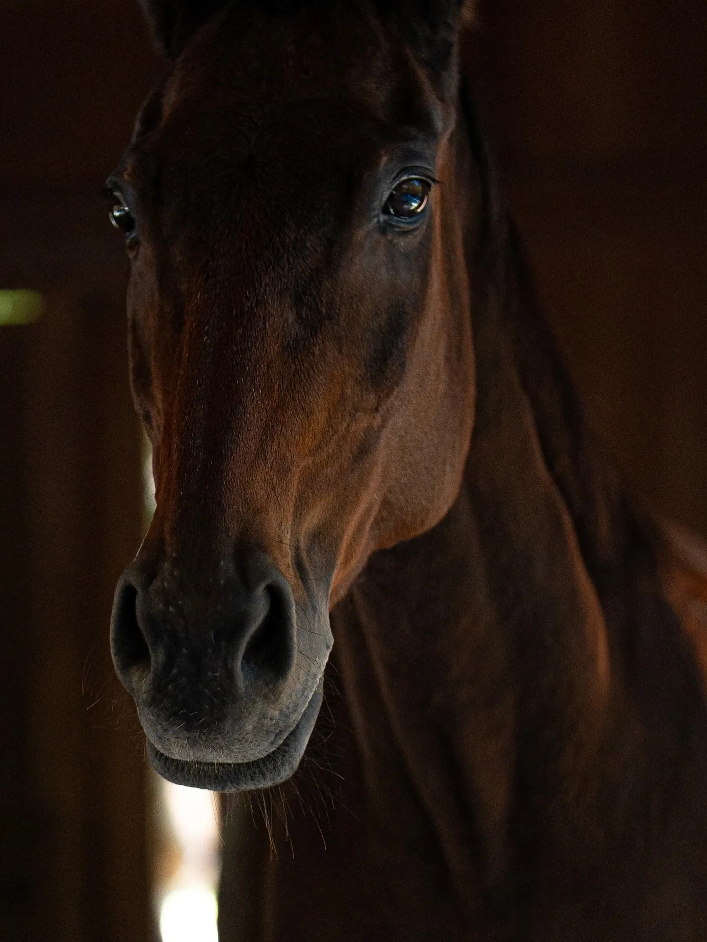 新年明けましたね。